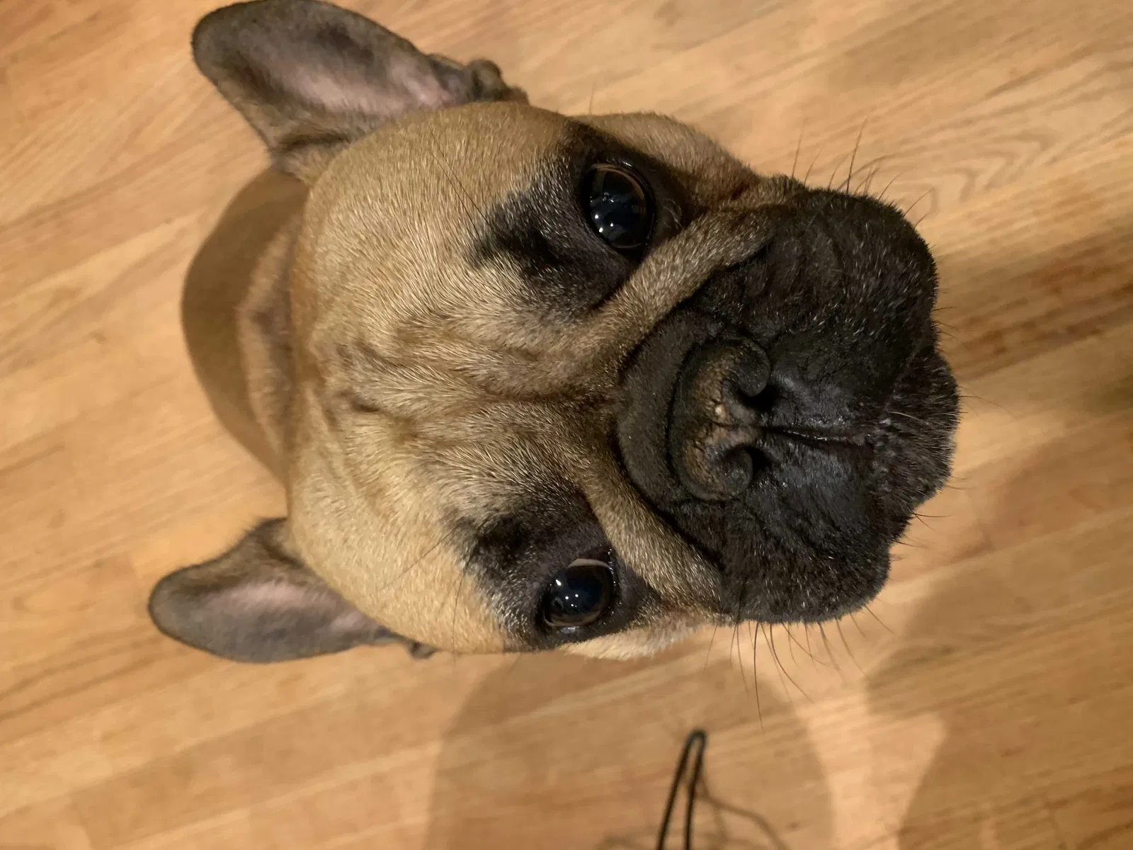 Lost dog in Birmingham, AL, 35244