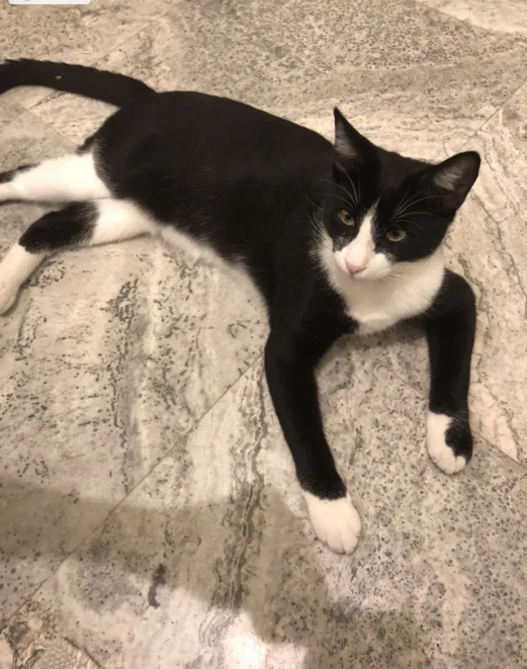 Lost cat in Covington, LA, 70433