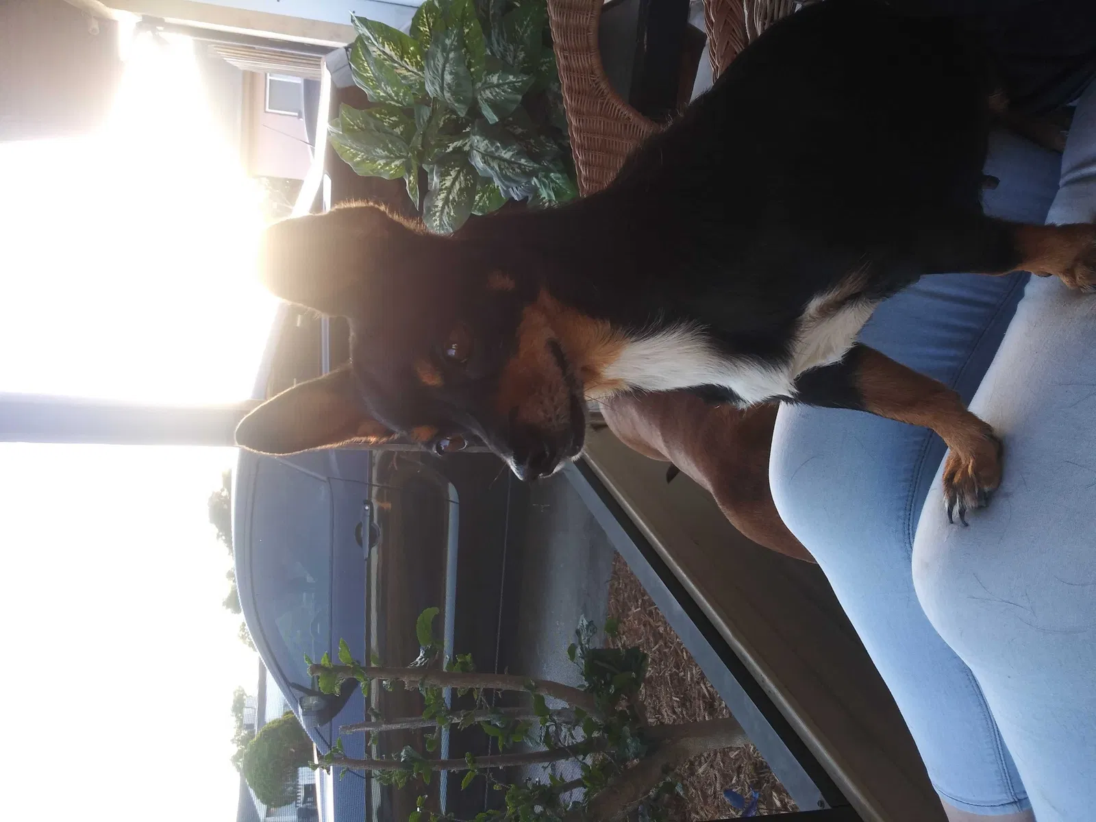 Lost dog in Winter Haven, FL, 33880