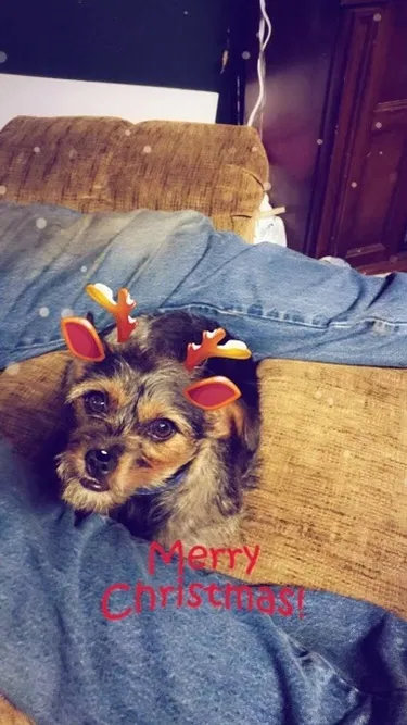 Lost dog in Belton, SC, 29627