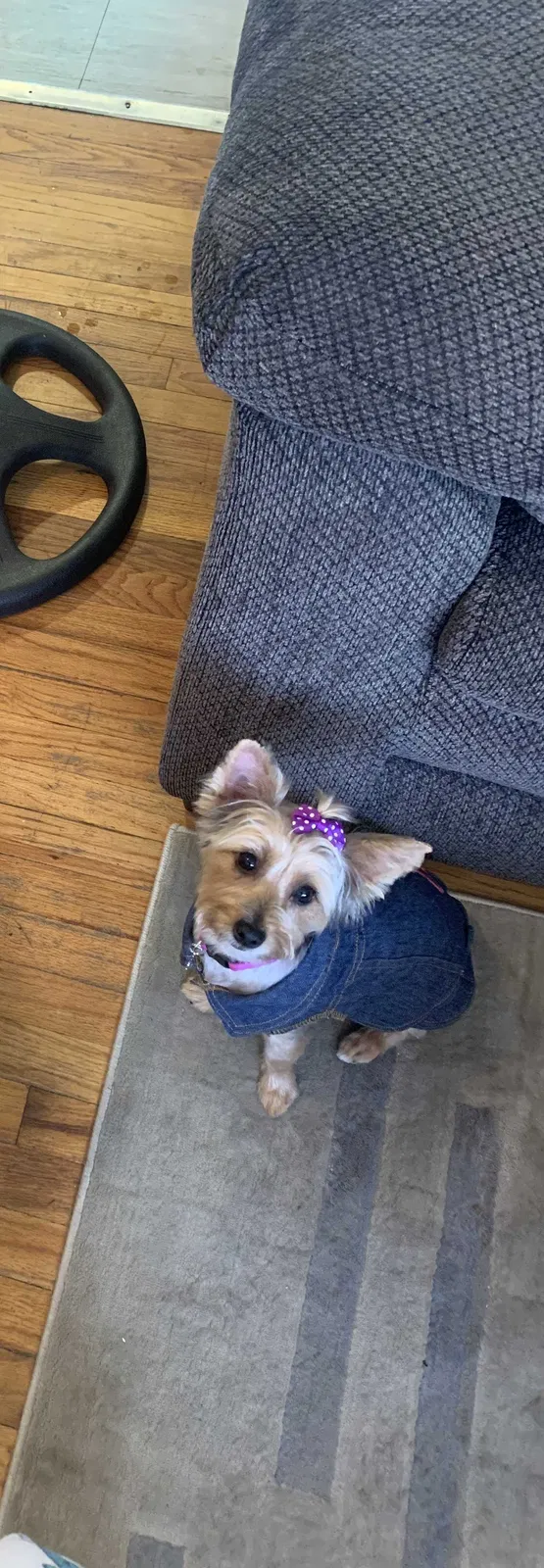 Lost dog in Sterling Heights, MI, 48314