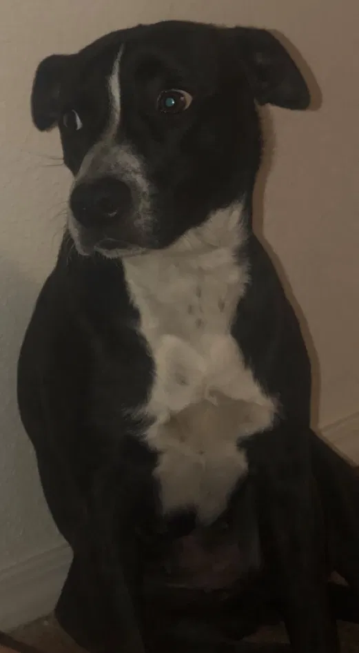 Lost dog in Tulsa, OK, 74106