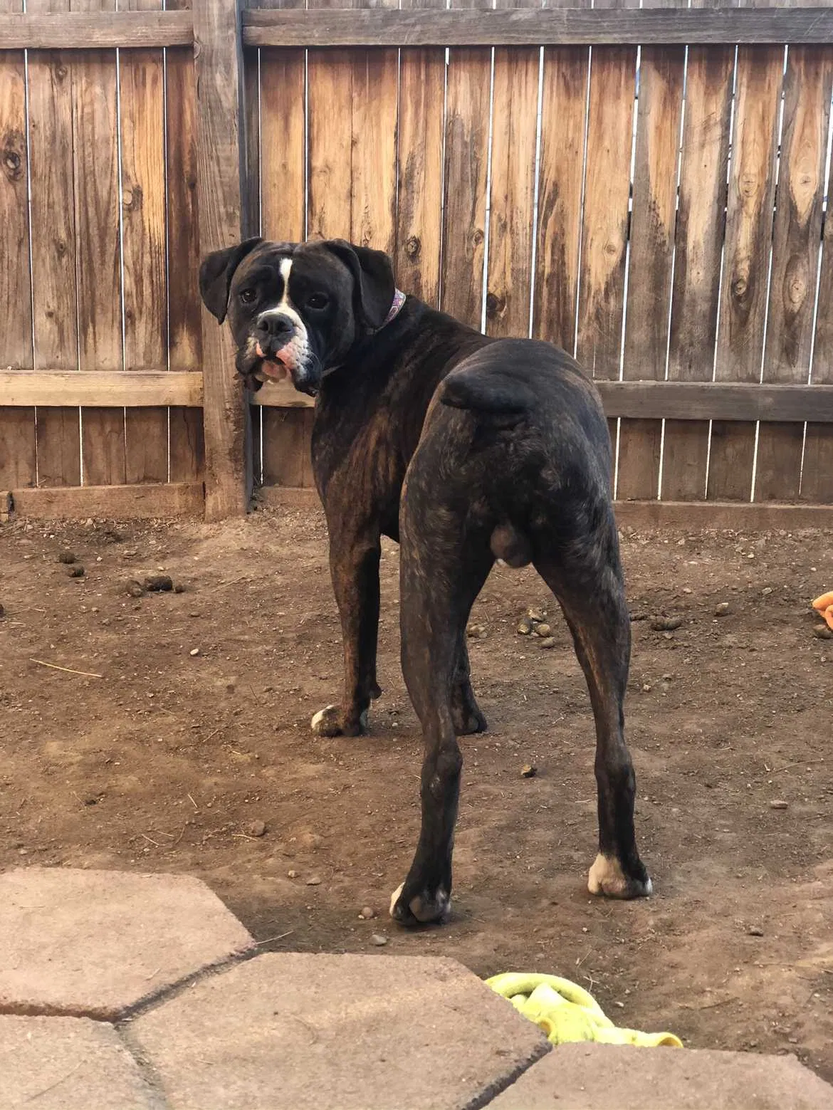 Lost dog in Tucson, AZ, 85705