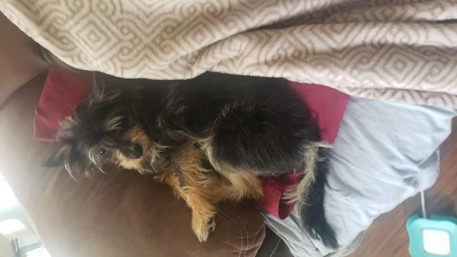Lost dog in Mesa, AZ, 85208