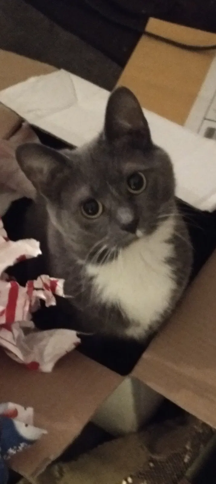 Lost cat in Cleveland, OH, 44134