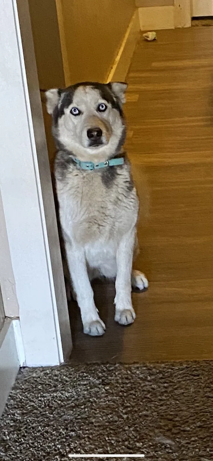 Lost dog in El Paso, TX, 79930