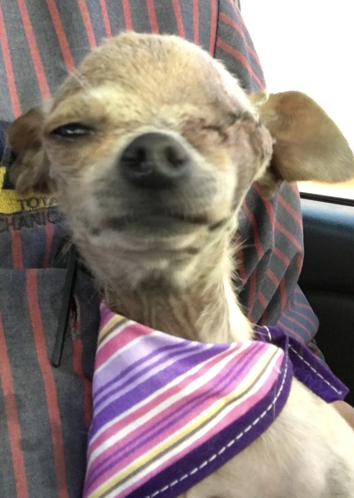 Lost dog in El Paso, TX, 79936