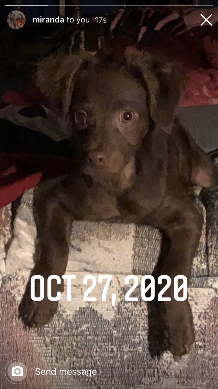 Lost dog in Mission, TX, 78572