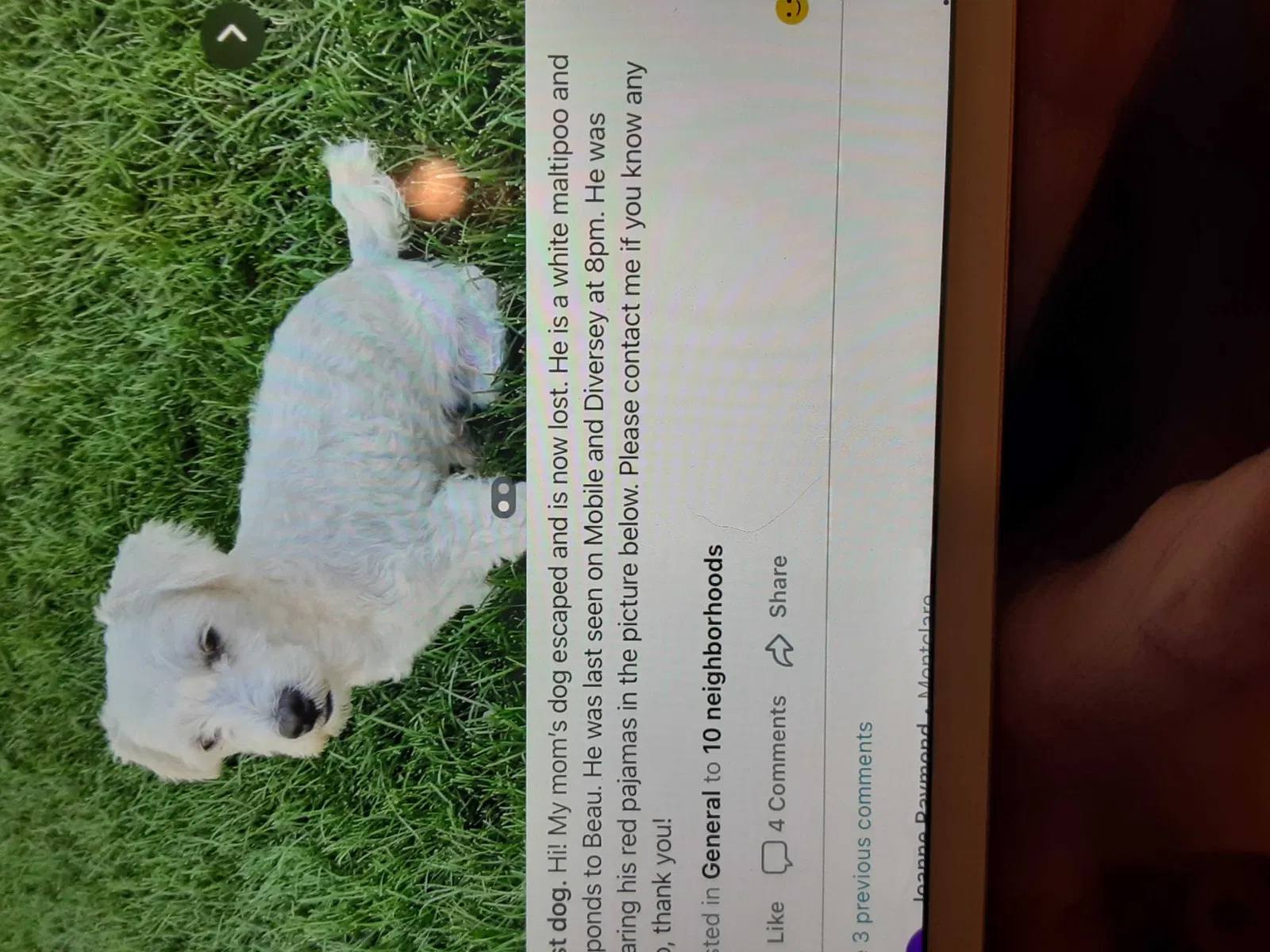 Lost dog in Chicago, IL, 60639