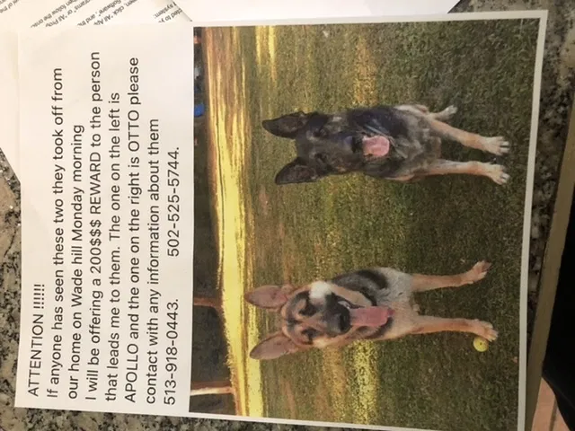 Lost dog in Patriot, IN, 47038