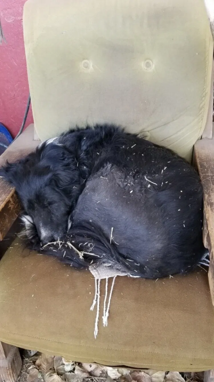 Lost dog in Albuquerque, NM, 87114