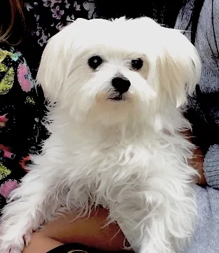Lost dog in Little Rock, AR, 72201