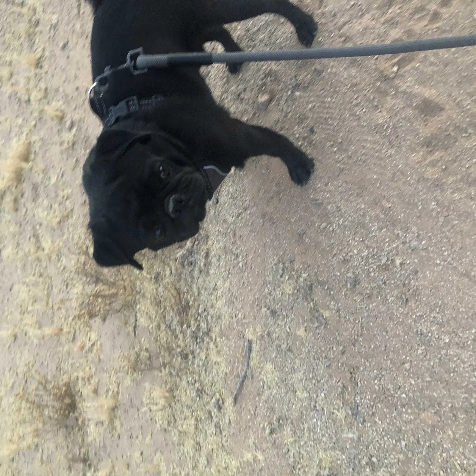 Lost dog in Mesa, AZ, 85203