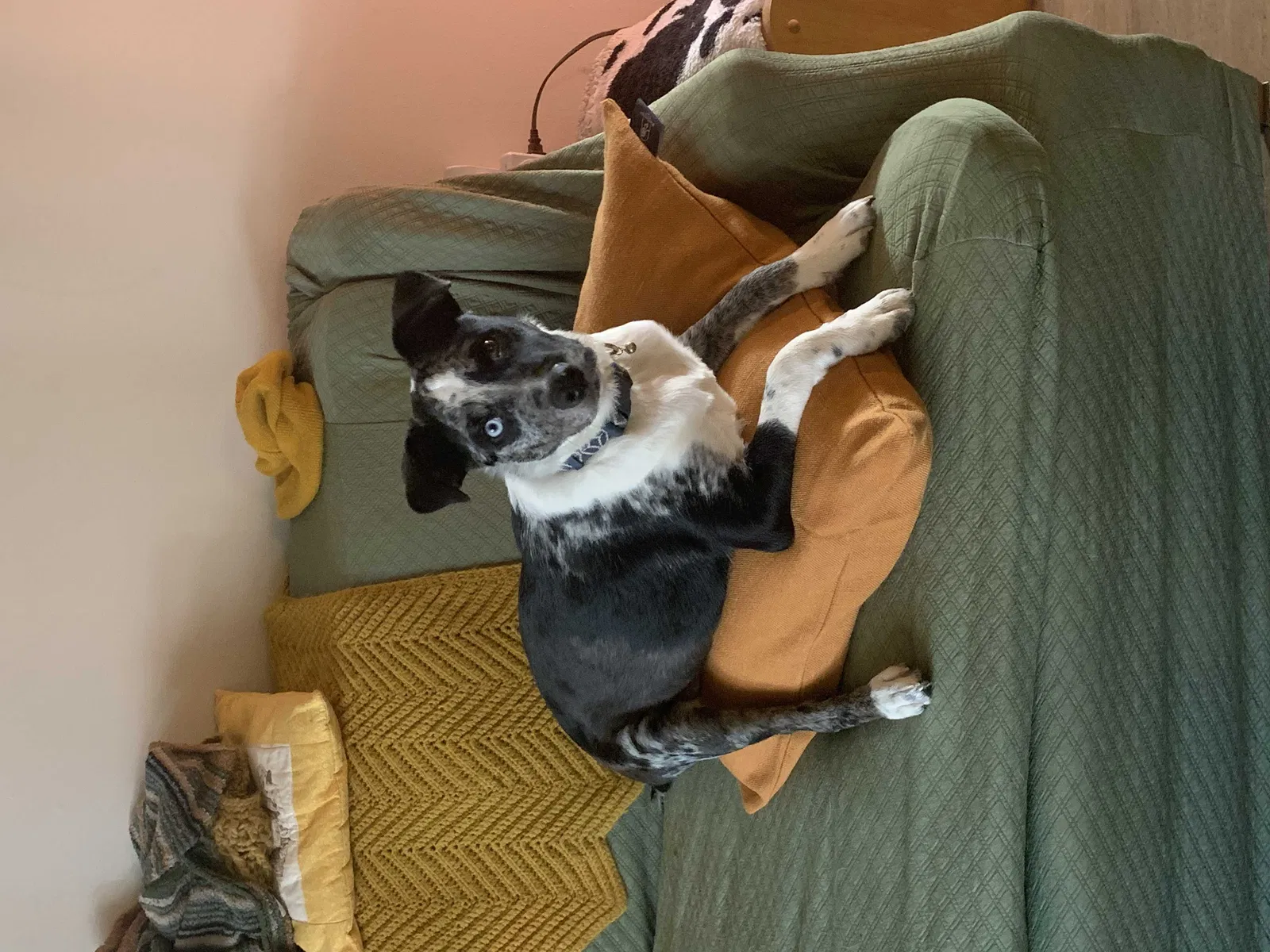 Lost dog in Fayetteville, AR, 72701