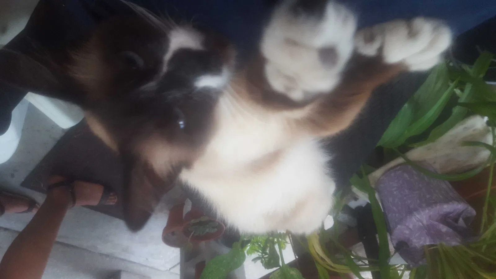 Lost cat in Oakland, CA, 94603