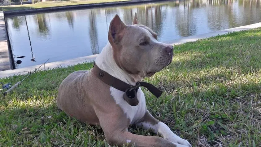 Lost dog in North Fort Myers, FL, 33917