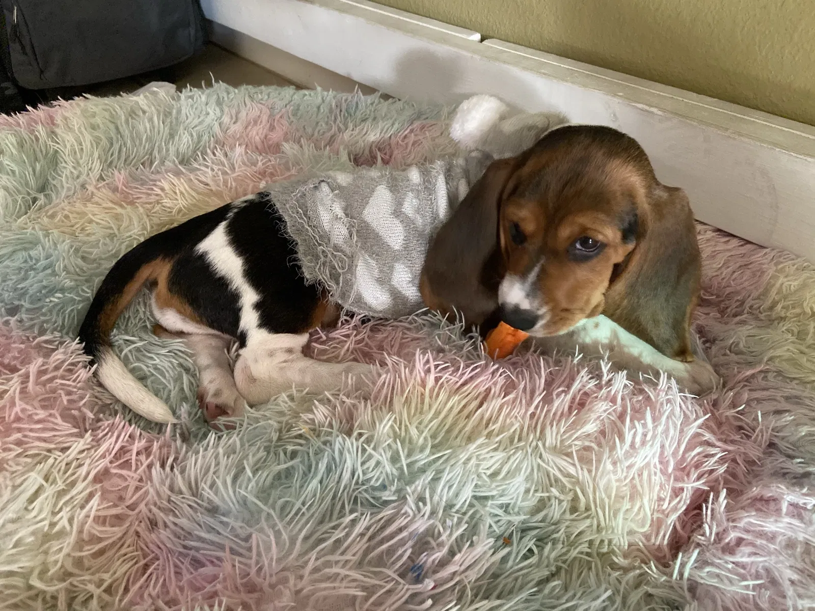 Lost dog in Los Fresnos, TX, 78566