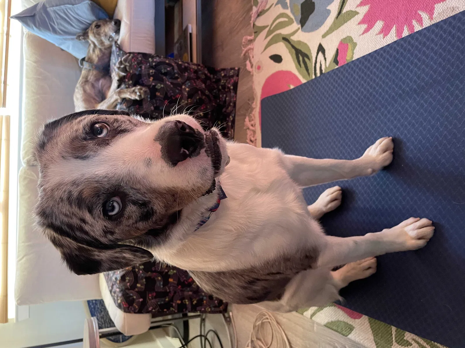 Lost dog in Santa Cruz, CA, 95062