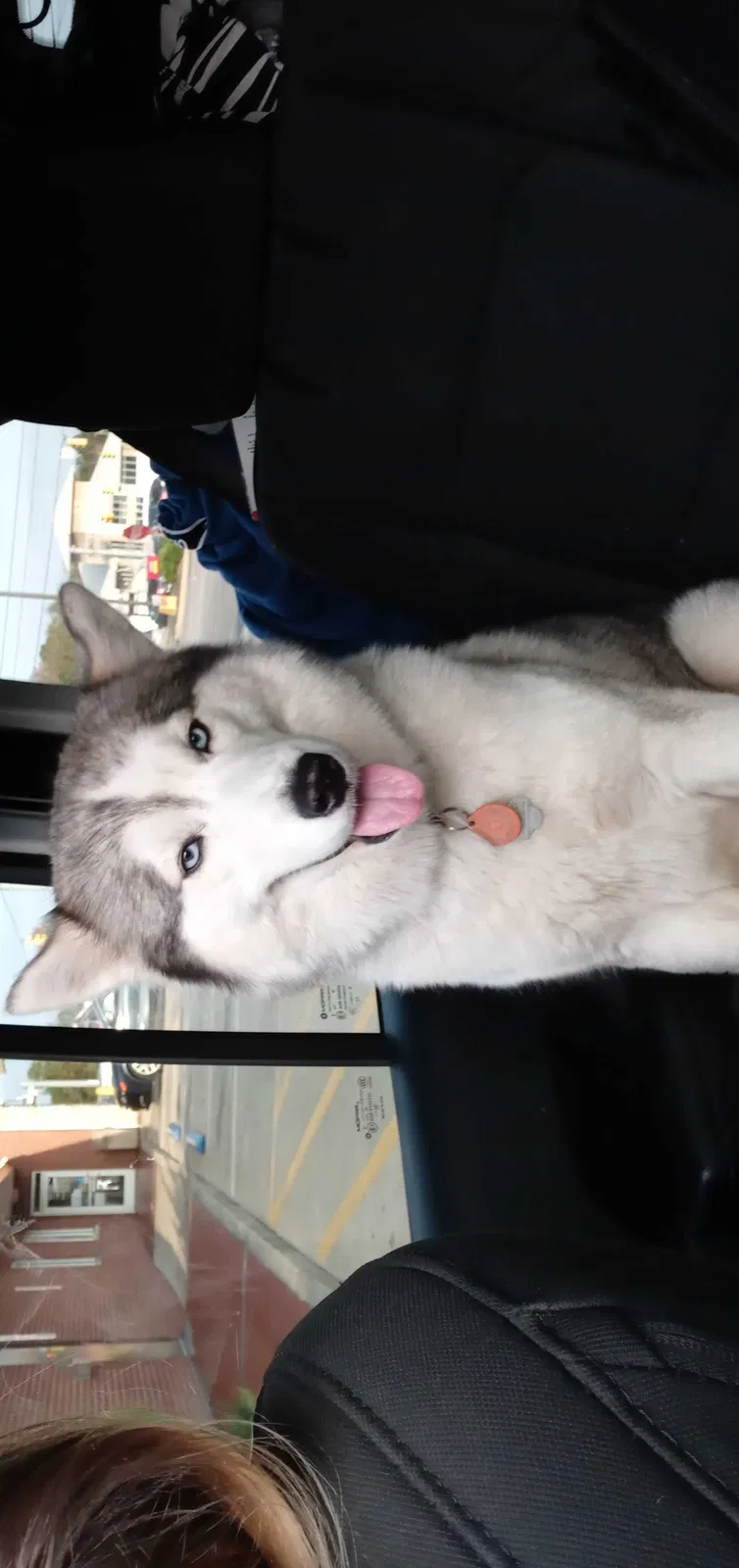 Lost dog in Hope Mills, NC, 28348