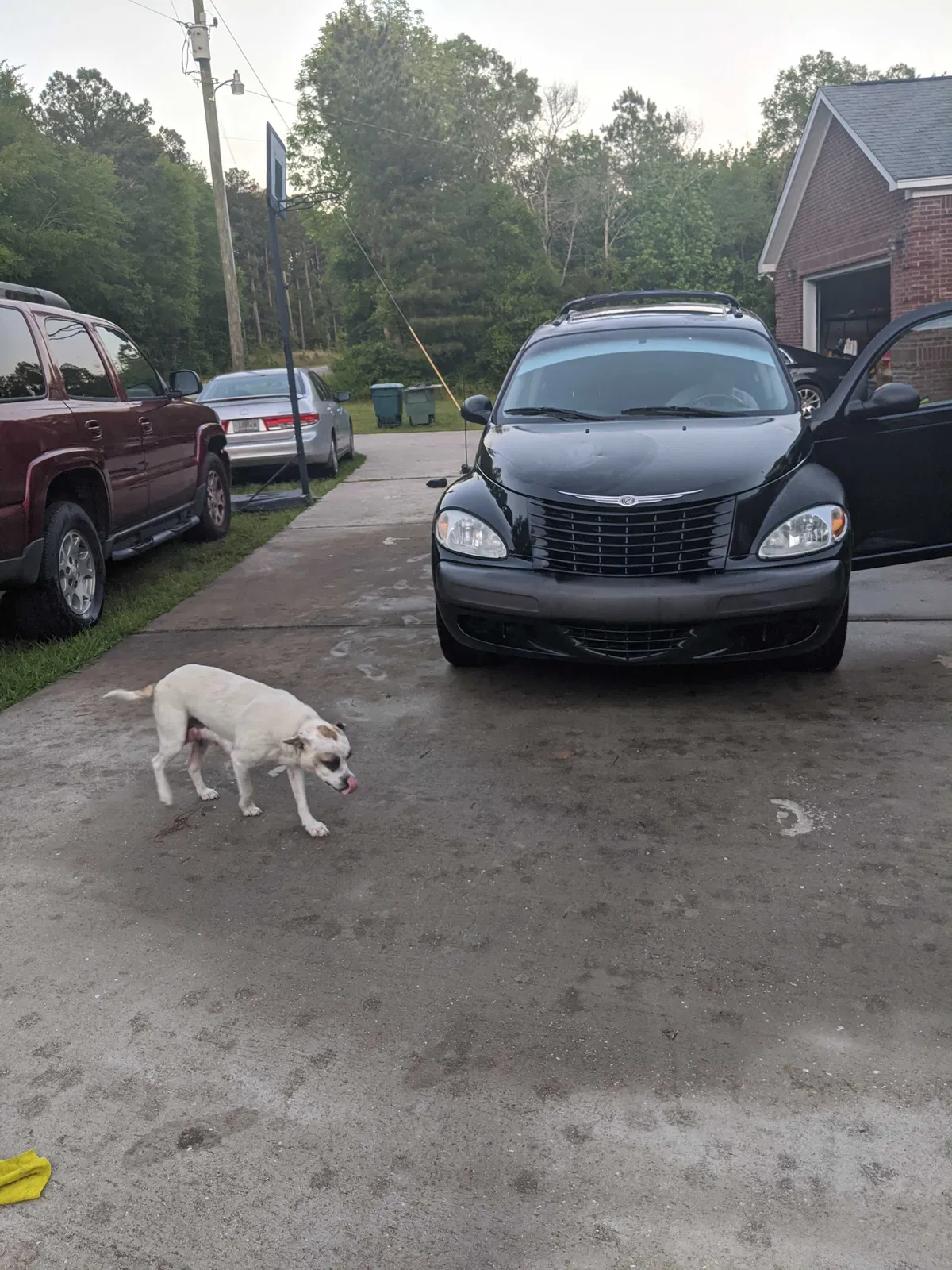 Lost dog in Carlisle, SC, 29031