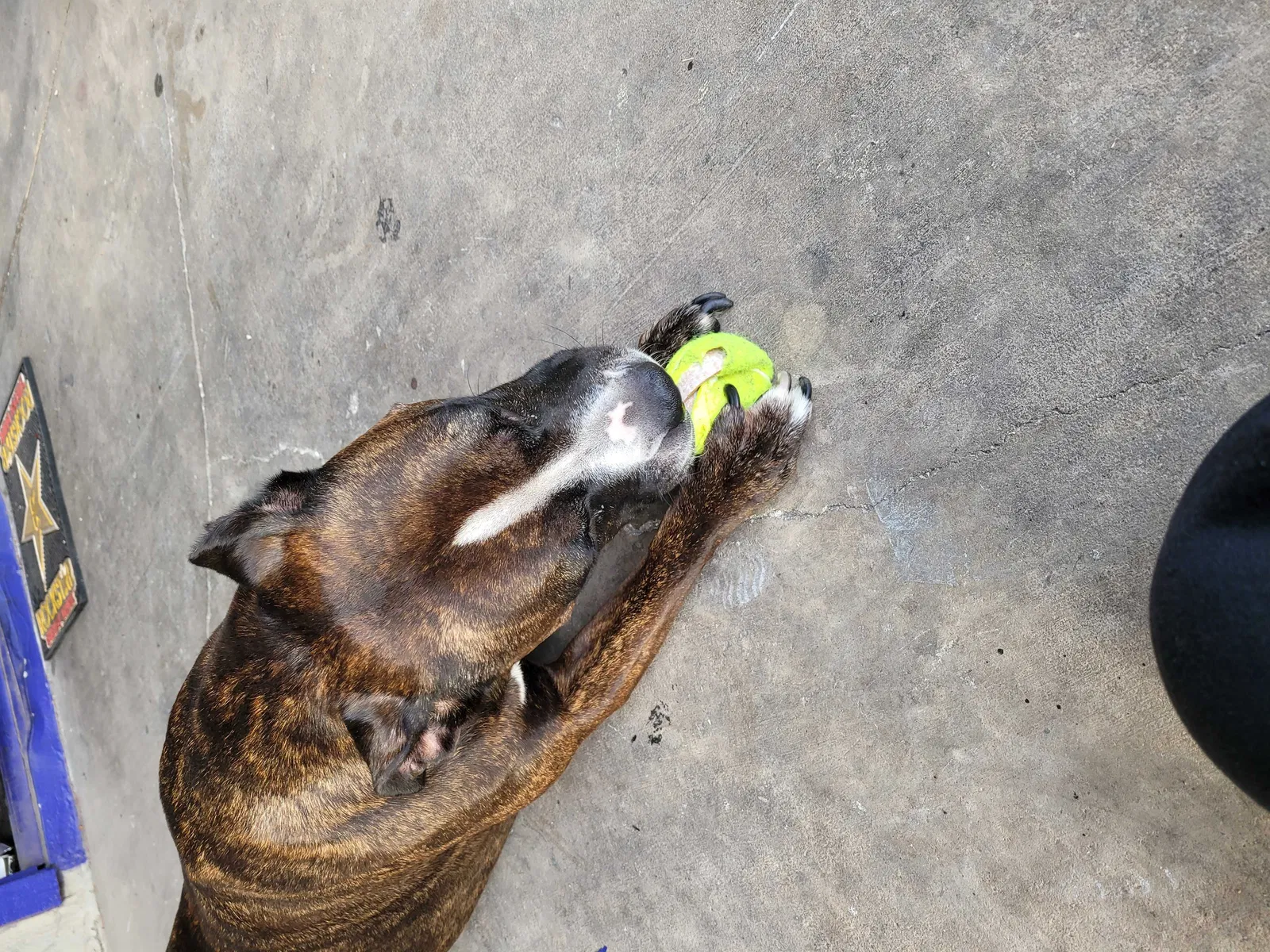 Lost dog in Phoenix, AZ, 85017