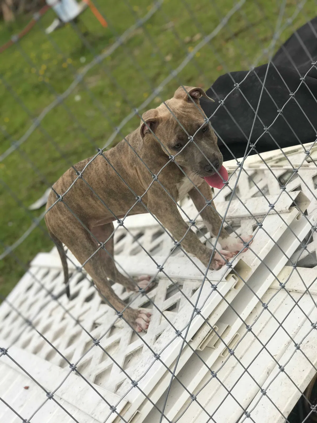 Lost dog in Raeford, NC, 28376