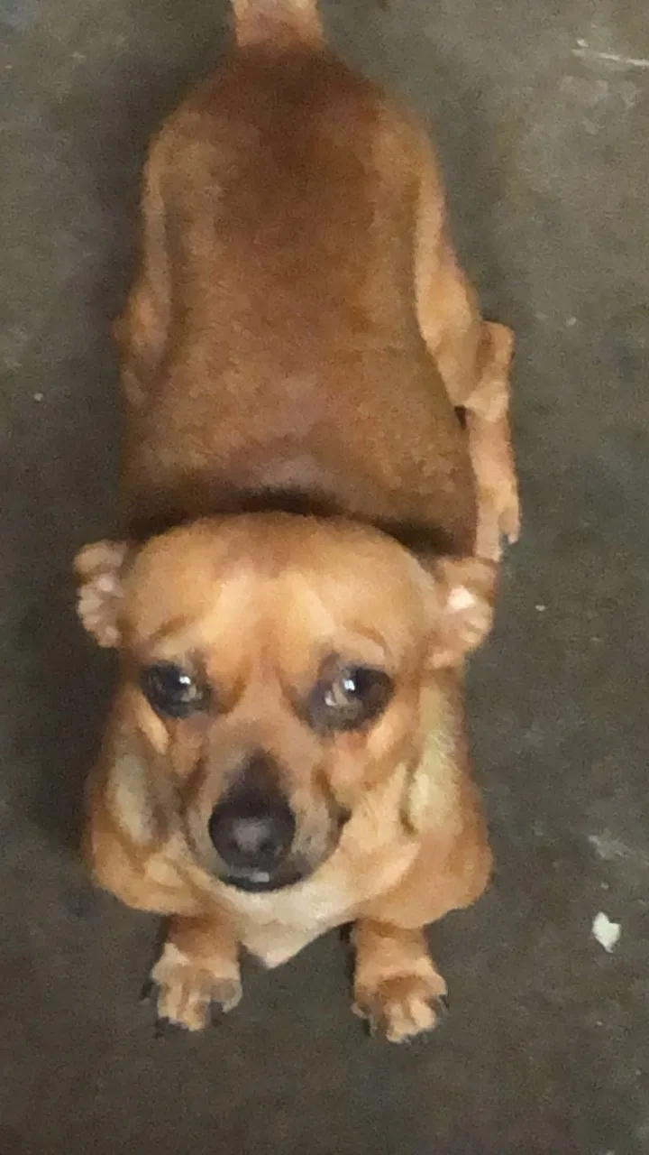 Lost dog in Tucson, AZ, 85746
