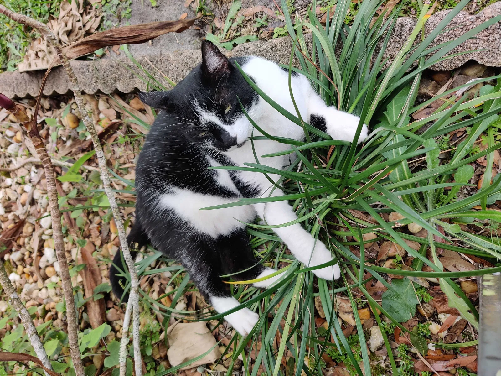 Lost cat in Santee, SC, 29142