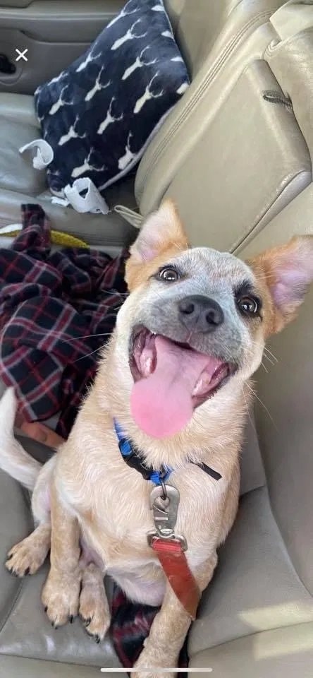 Lost dog in Ashland City, TN, 37015