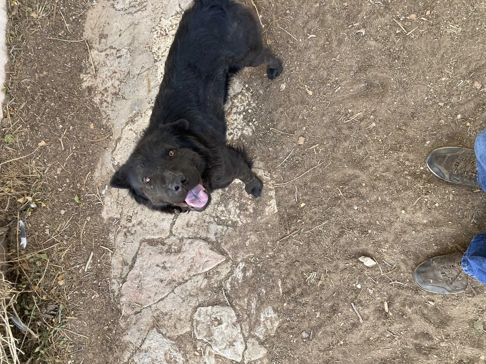 Lost dog in El Paso, TX, 79924