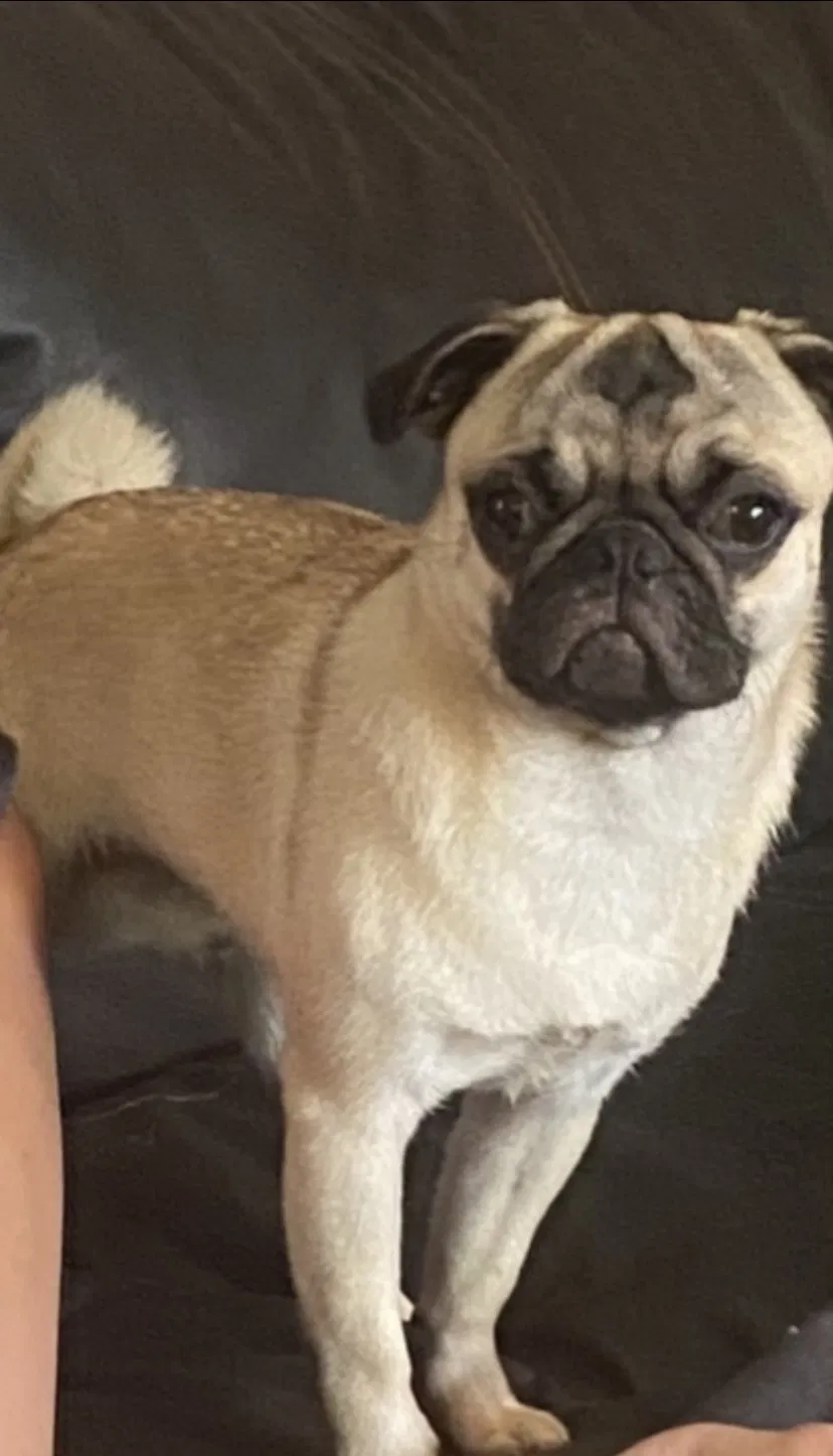 Lost dog in Ingleside, TX, 78362