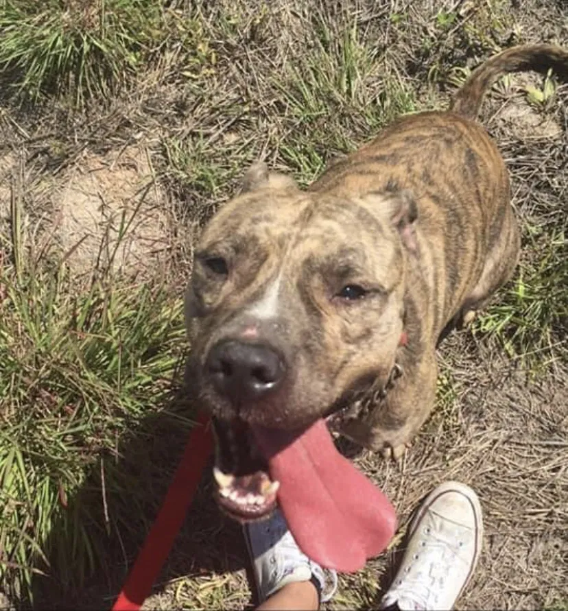 Lost dog in Humble, TX, 77396