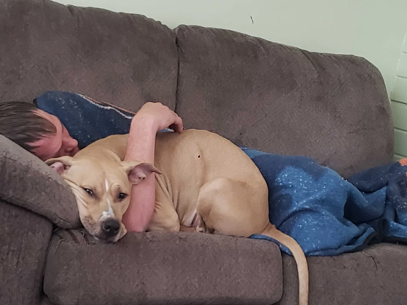 Lost dog in Ossian, IN, 46777