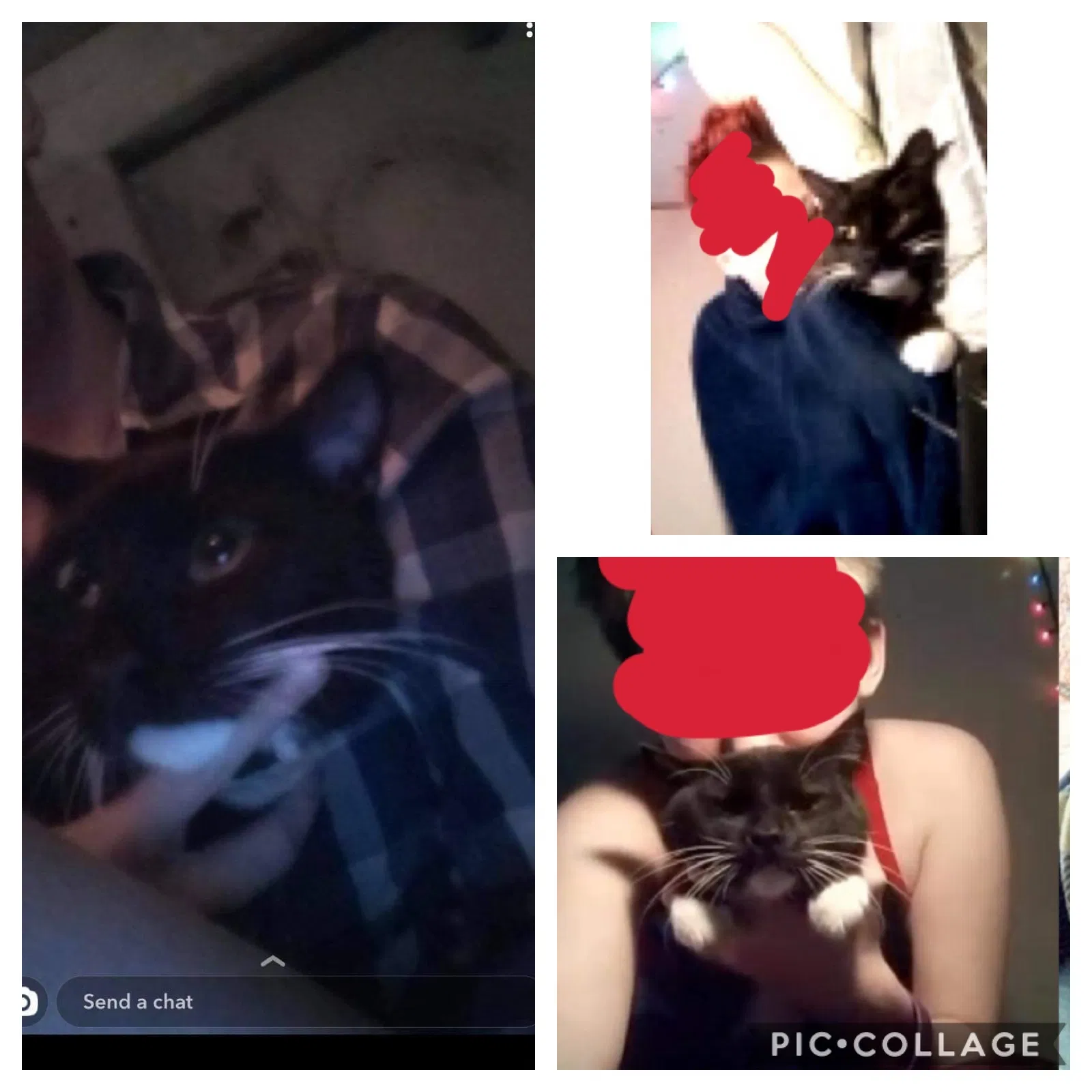 Lost cat in Fountain City, WI, 54629