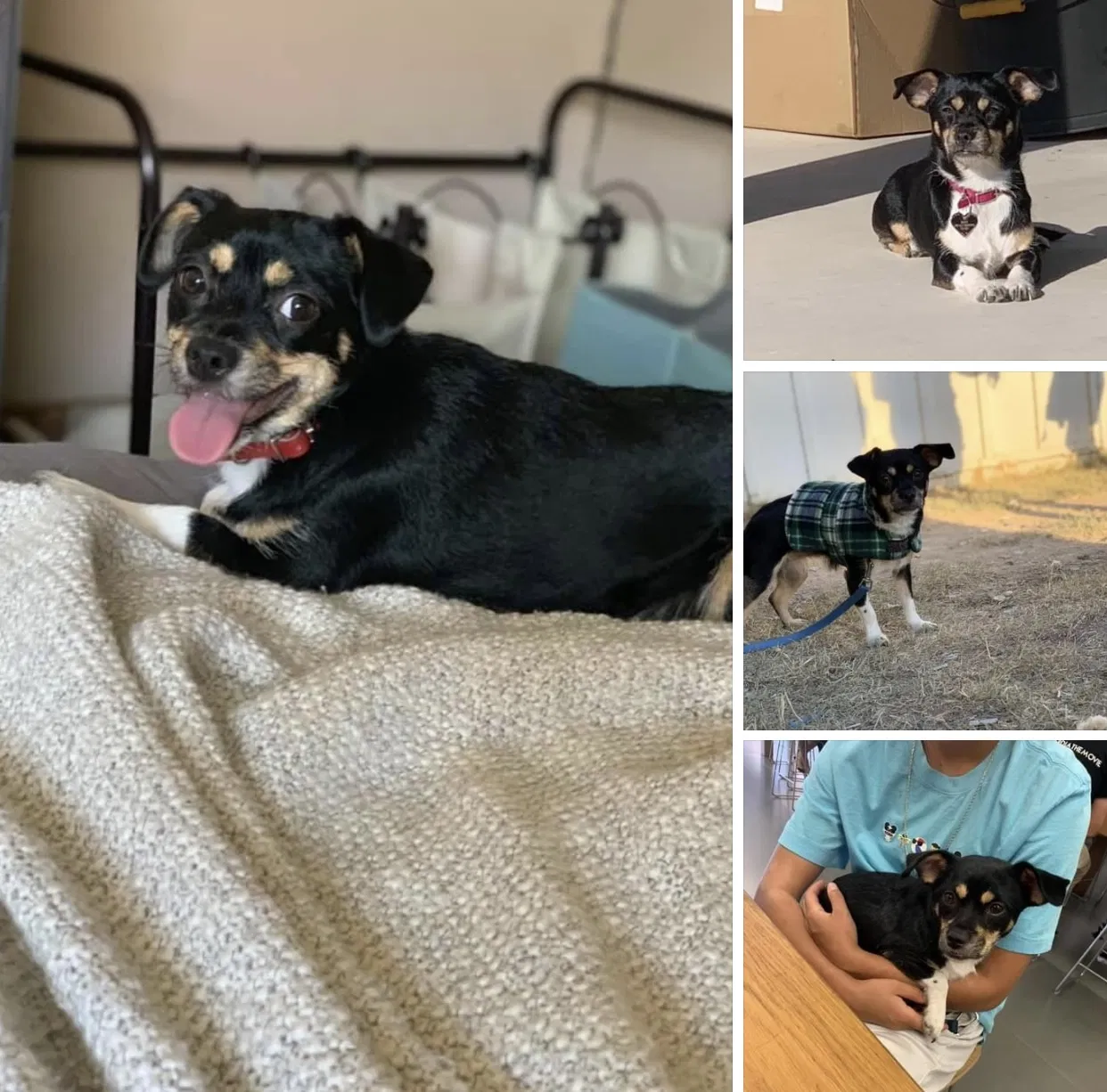 Lost dog in Odessa, TX, 79763