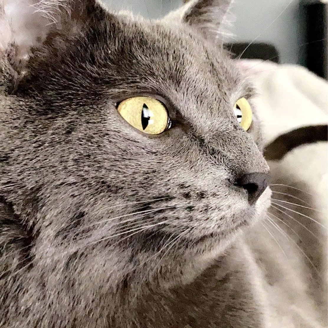 Lost cat in Pickerington, OH, 43147