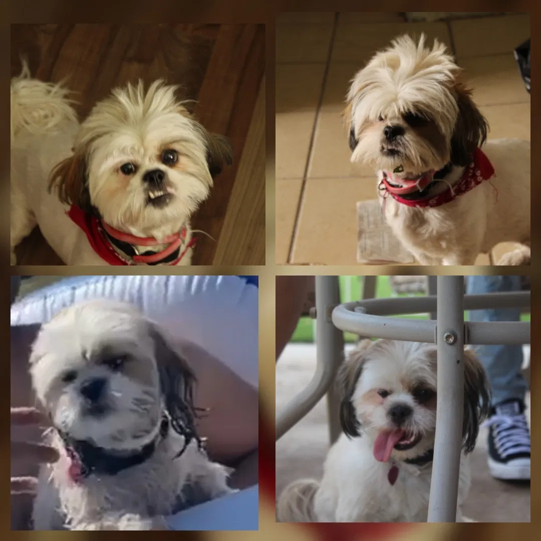 Lost dog in El Paso, TX, 79907