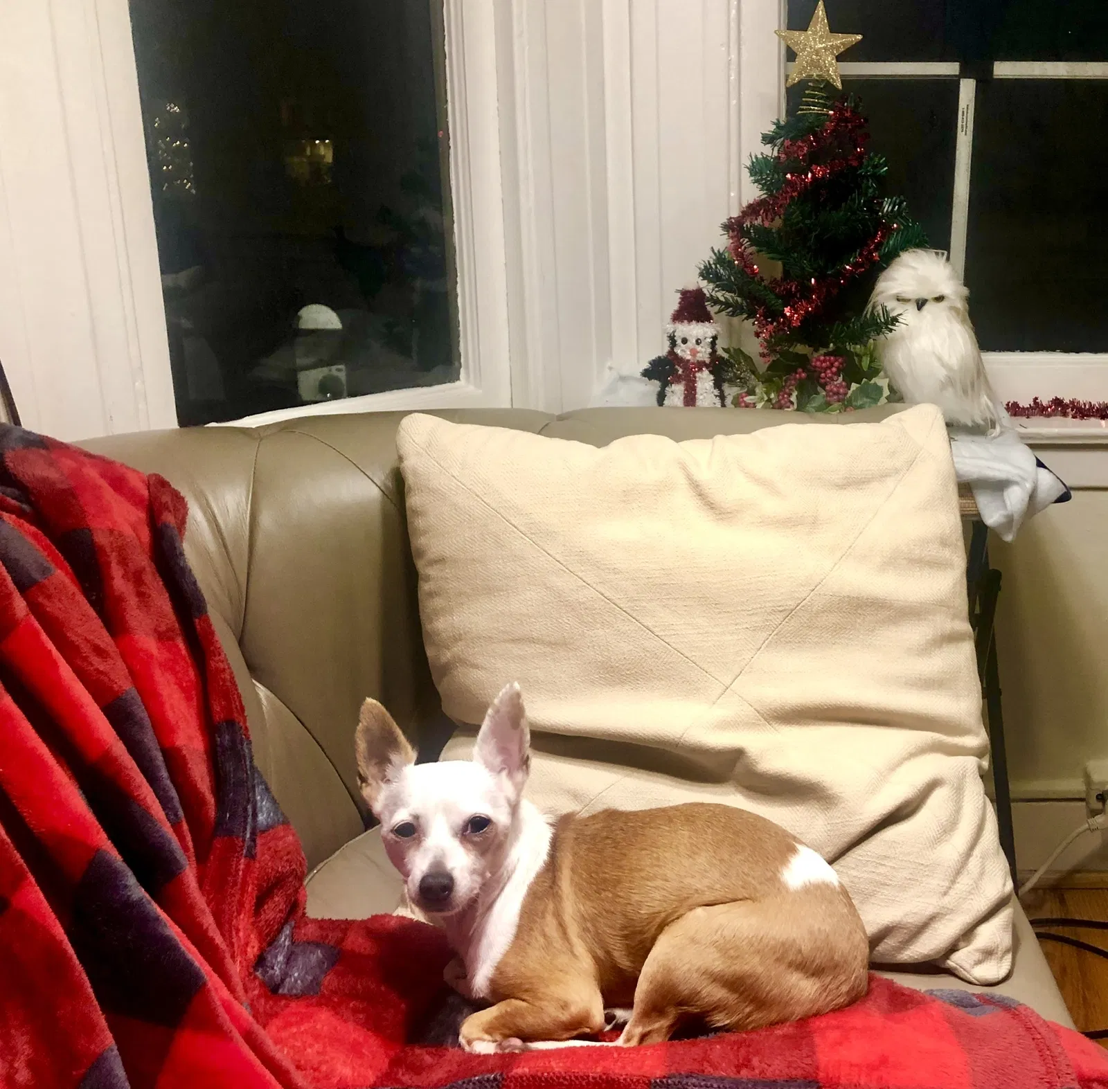 Lost dog in San Rafael, CA, 94901