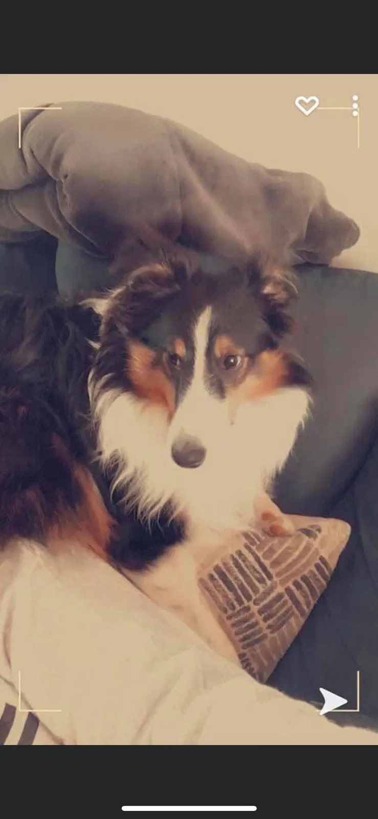 Lost dog in Belle Plaine, MN, 56011