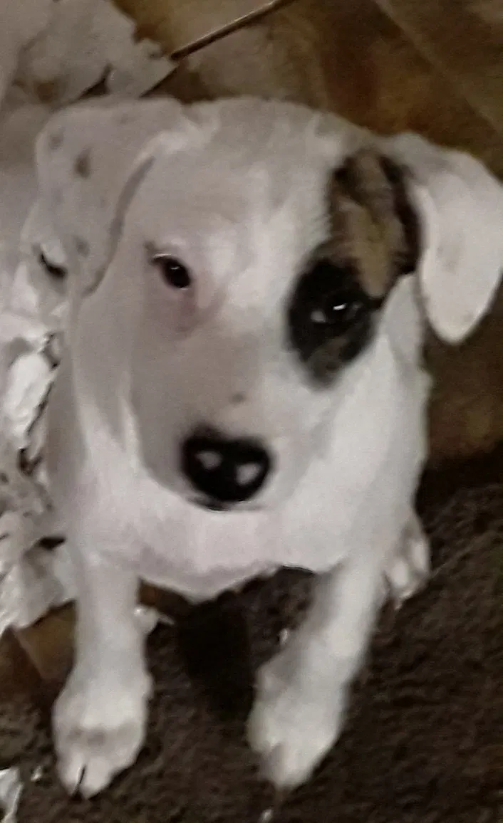 Lost dog in Fort Lauderdale, FL, 33325