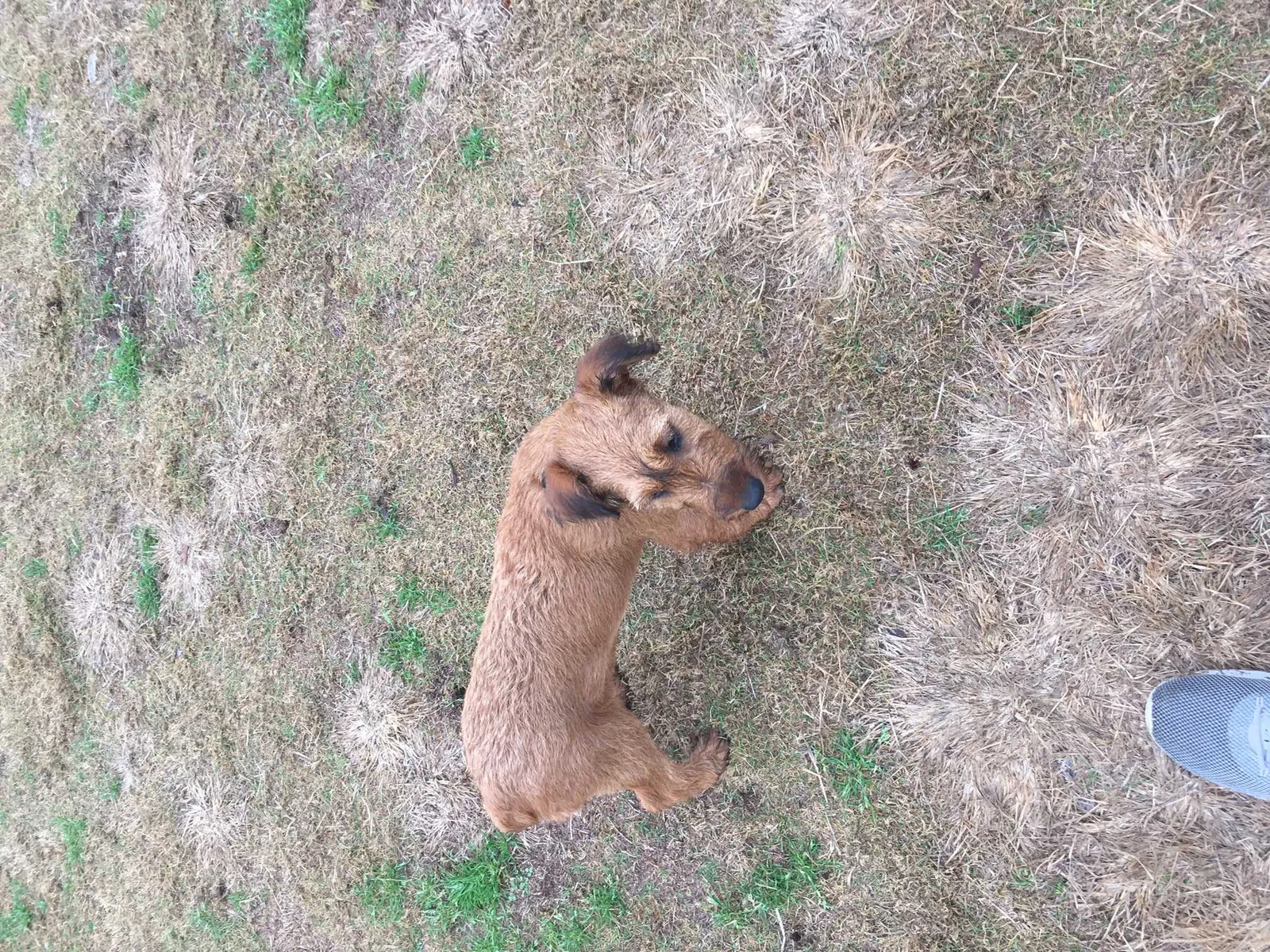 Lost dog in Unknown, TX, 788704