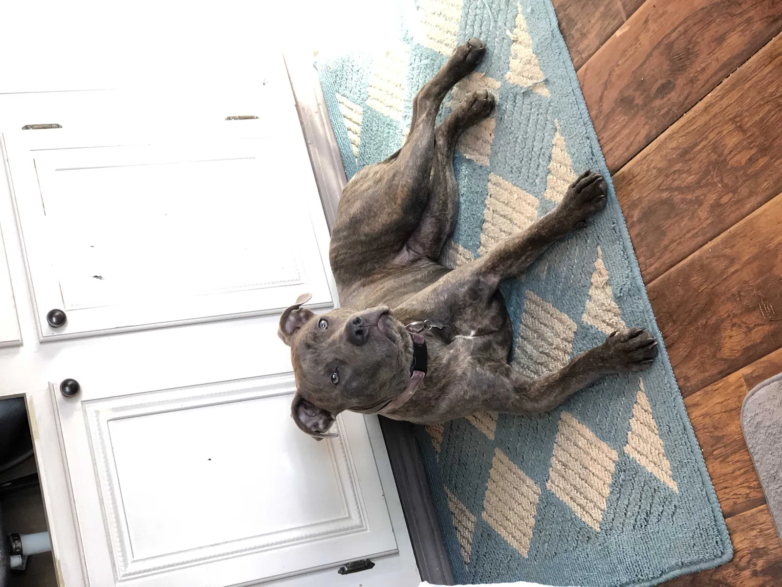 Lost dog in Richwoods, MO, 63071