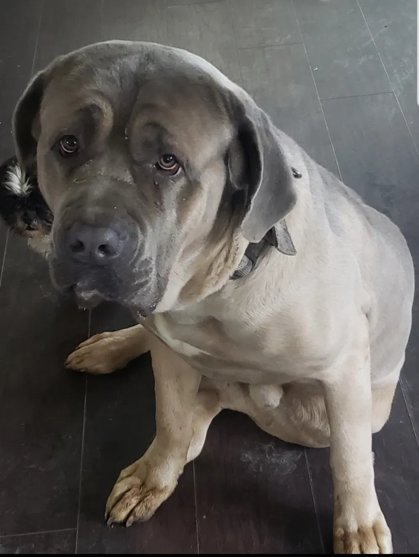 Lost dog in Baltimore, MD, 21215