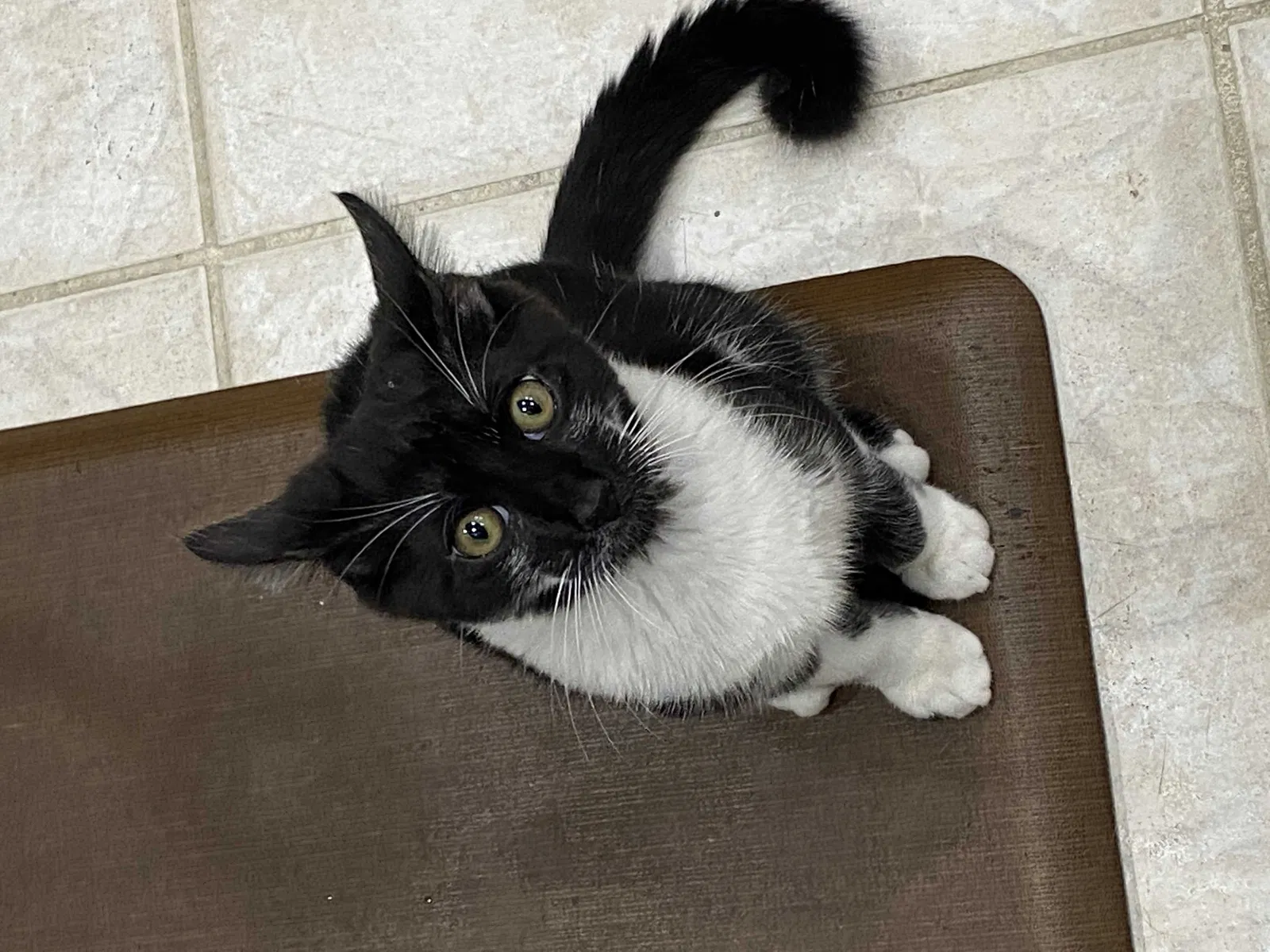 Lost cat in Pompano Beach, FL, 33071
