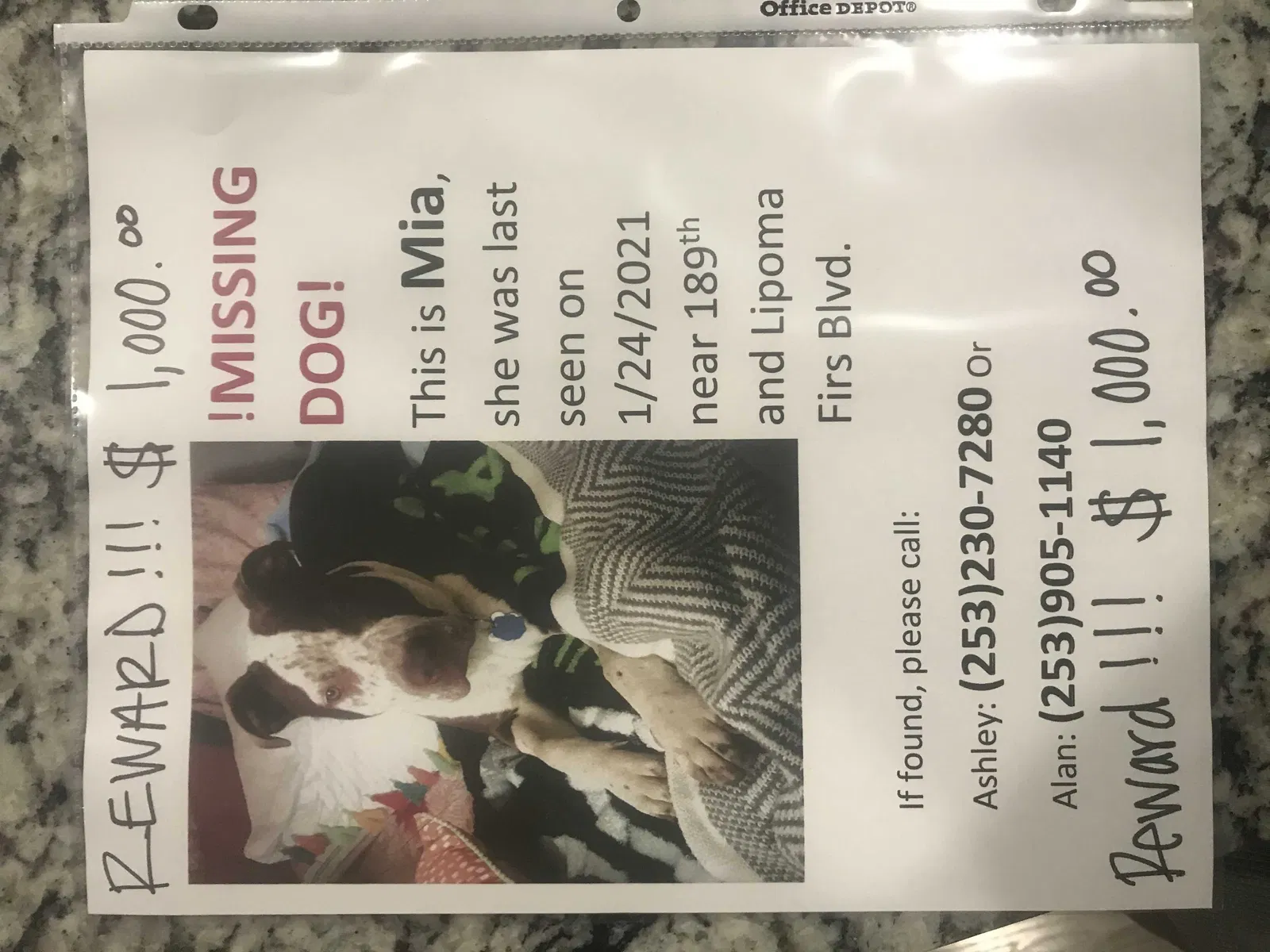 Lost dog in Puyallup, WA, 98374