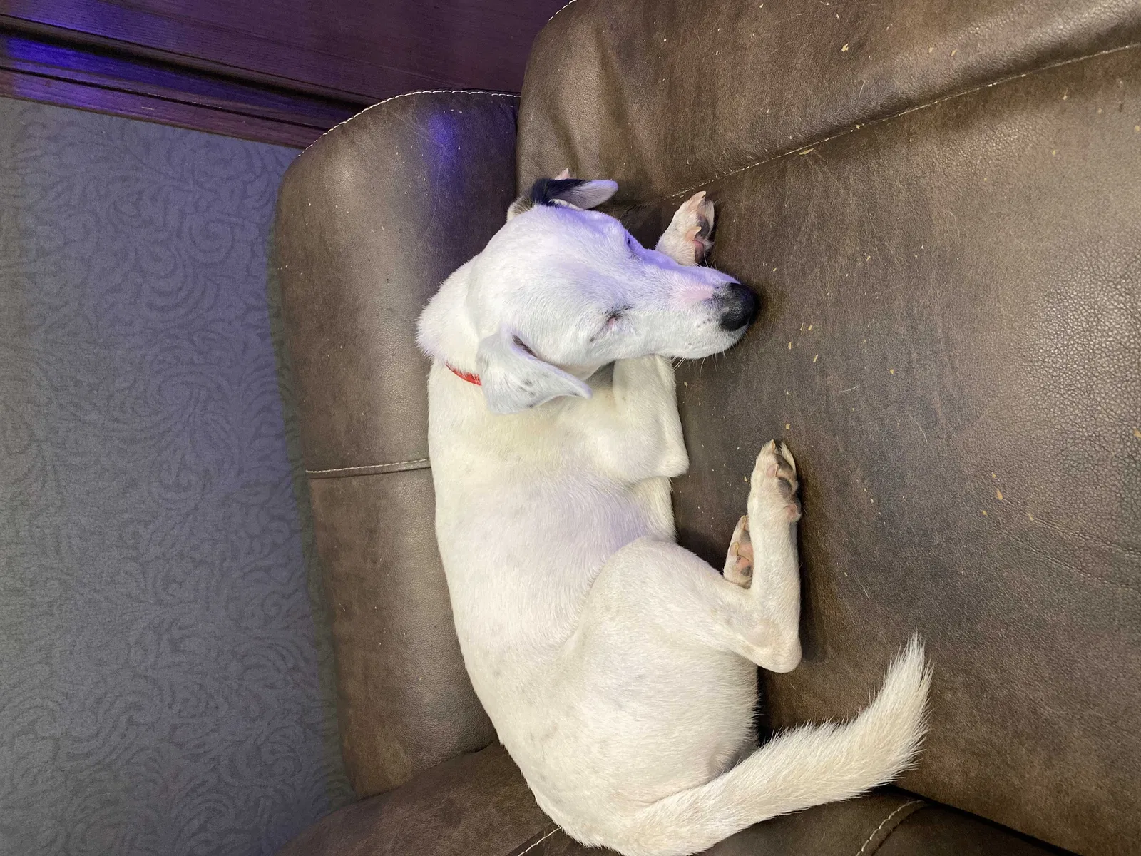Found dog in Cleveland, OK, 74020