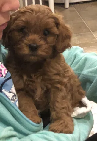Lost dog in Raleigh, NC, 27603