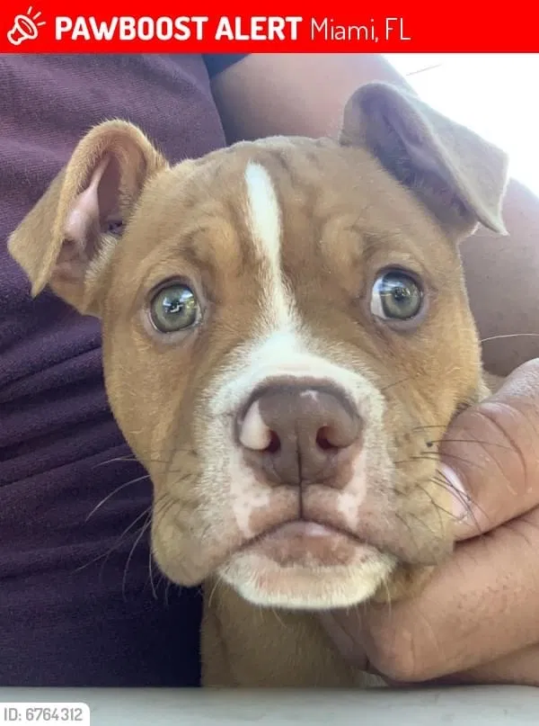 Lost dog in Miami, FL, 33147