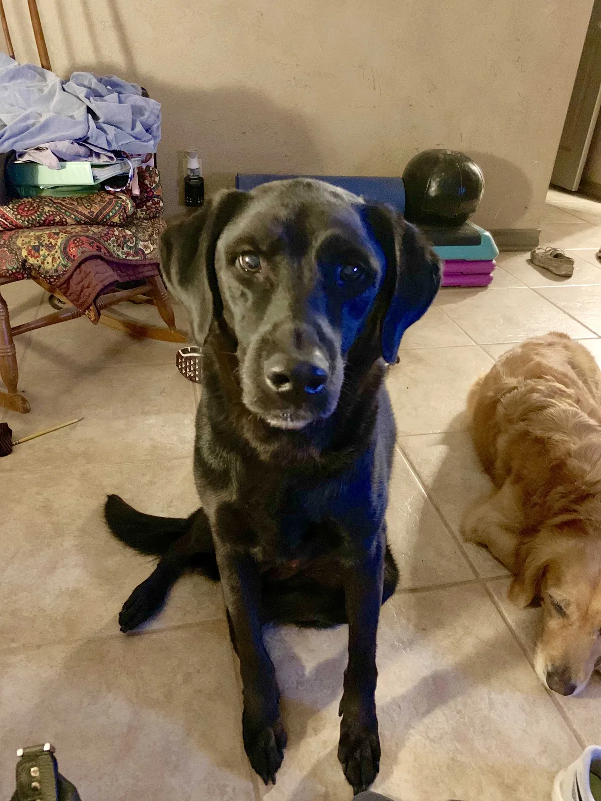 Lost dog in San Antonio, TX, 78213