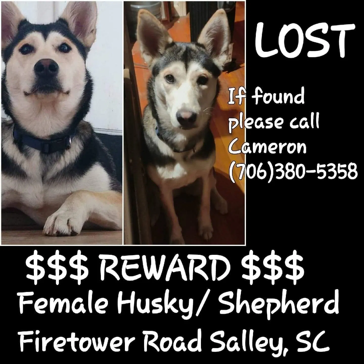 Lost dog in Salley, SC, 29137